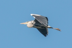 Fågeltornstävlingen-PiM-20170506-IMG_6525
