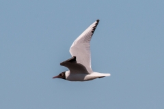 Fågeltornstävlingen-PiM-20170506-IMG_6557