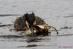 Hornborgasjön-PiM-20180428-Hornborgasjön-PiM-20180428-IMG_1740