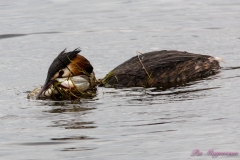 Hornborgasjön-PiM-20180428-Hornborgasjön-PiM-20180428-IMG_1741