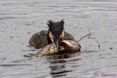 Hornborgasjön-PiM-20180428-Hornborgasjön-PiM-20180428-IMG_1751