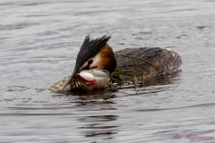 Hornborgasjön-PiM-20180428-Hornborgasjön-PiM-20180428-IMG_1754