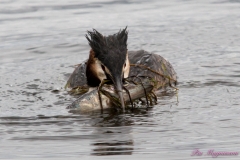 Hornborgasjön-PiM-20180428-Hornborgasjön-PiM-20180428-IMG_1757