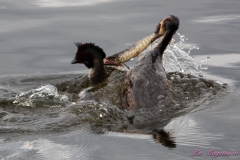 Hornborgasjön-PiM-20180428-Hornborgasjön-PiM-20180428-IMG_1762