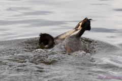 Hornborgasjön-PiM-20180428-Hornborgasjön-PiM-20180428-IMG_1765