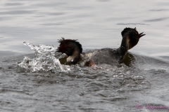 Hornborgasjön-PiM-20180428-Hornborgasjön-PiM-20180428-IMG_1766