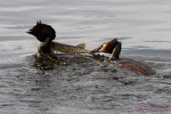 Hornborgasjön-PiM-20180428-Hornborgasjön-PiM-20180428-IMG_1767