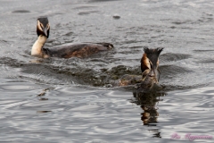 Hornborgasjön-PiM-20180428-Hornborgasjön-PiM-20180428-IMG_1773