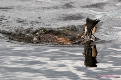 Hornborgasjön-PiM-20180428-Hornborgasjön-PiM-20180428-IMG_1774