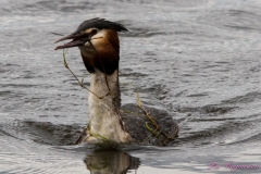 Hornborgasjön-PiM-20180428-Hornborgasjön-PiM-20180428-IMG_1776