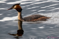 Hornborgasjön-PiM-20180428-Hornborgasjön-PiM-20180428-IMG_1786