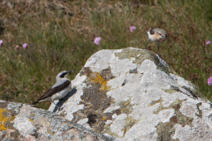 thumbnail_Morups-Tange-och-Getteron-2025-05-17-PiM-IMG_0033